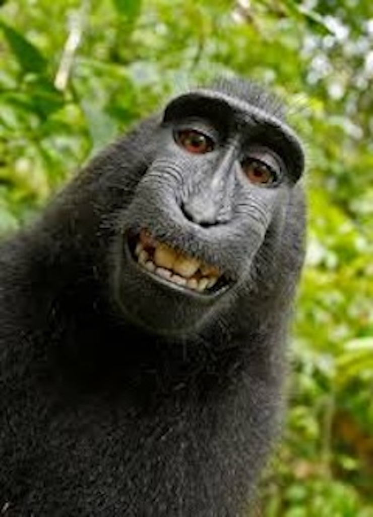 A Monkey Selfie
